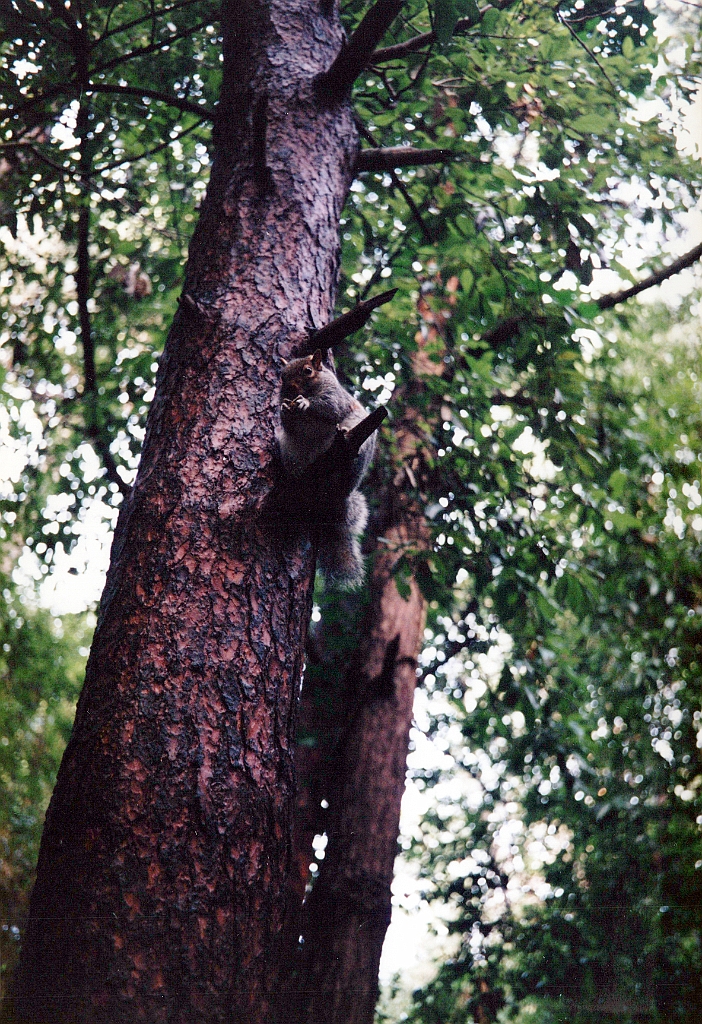 1996 - Angleterre 11.jpg